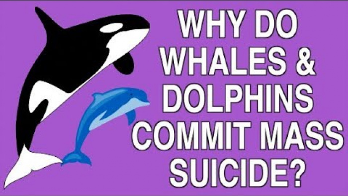 WHY DO WHALES AND DOLPHINS COMMIT MASS SUICIDE?