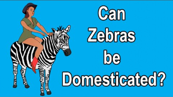 CAN ZEBRAS BE DOMESTICATED?